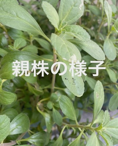 袁博涵升入深圳青年人一线队，大卫助力青训成果落地